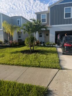 Triples And Double Trunk Christmas Palms. 