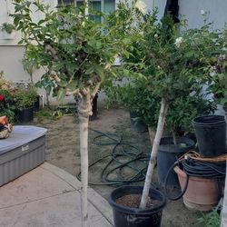 Rose Tree