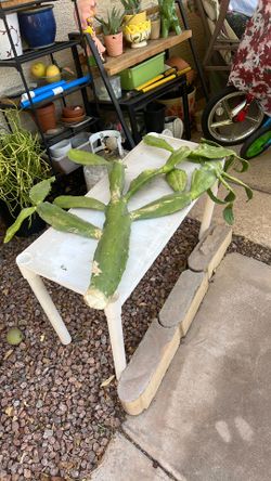 PRICKLY PEAR CACTUS
