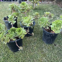 Succulent Plants 