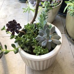 Succulent Arrangement 