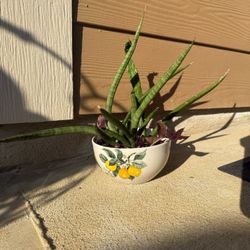 Pot with 2 Sansevieria Cylindrica 2 Diferents Cactus 1 Tradescantia