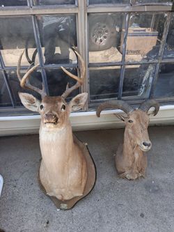 Deer and other small
