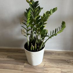 Zz Plant In Big Ceramic Pot 