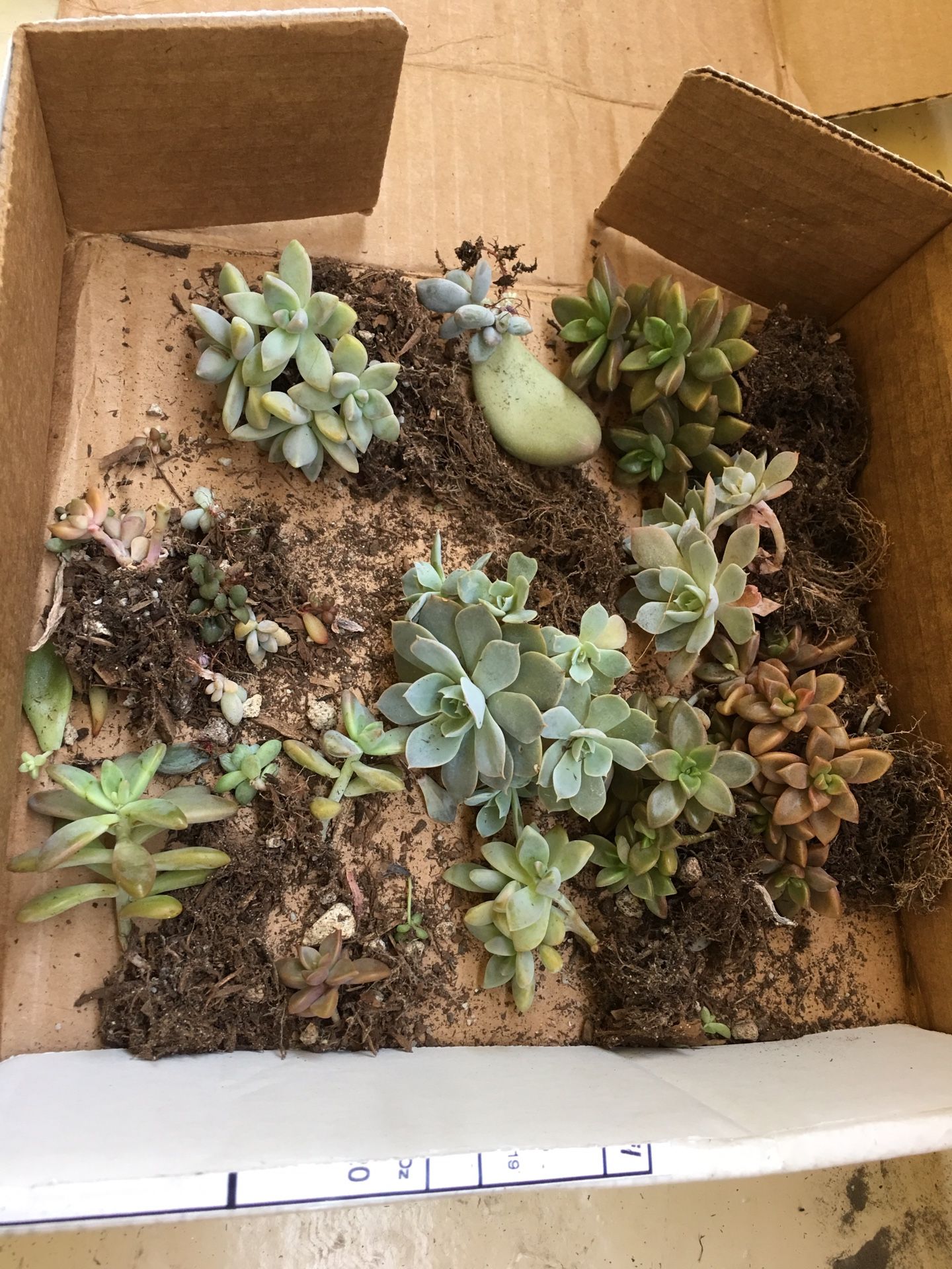 Box of baby succs