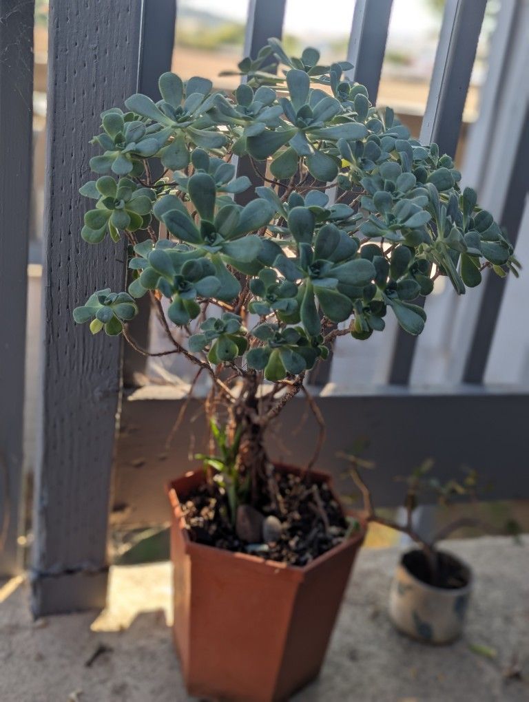 Aeonium Haworthii Succulent