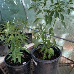 Long Thin Cayenne Chili Pepper Chile Live Plant Cayena Planta - Large
