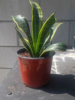 General.. sanseveria plant or lengua de suedra.snake plant