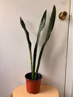 Snake plant