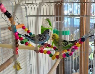 Parakeet, Bird, Parrot