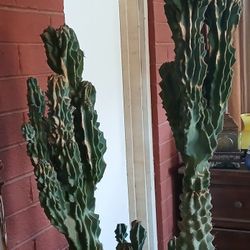 10 Ft Cactus 