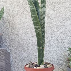 Snake Plant.