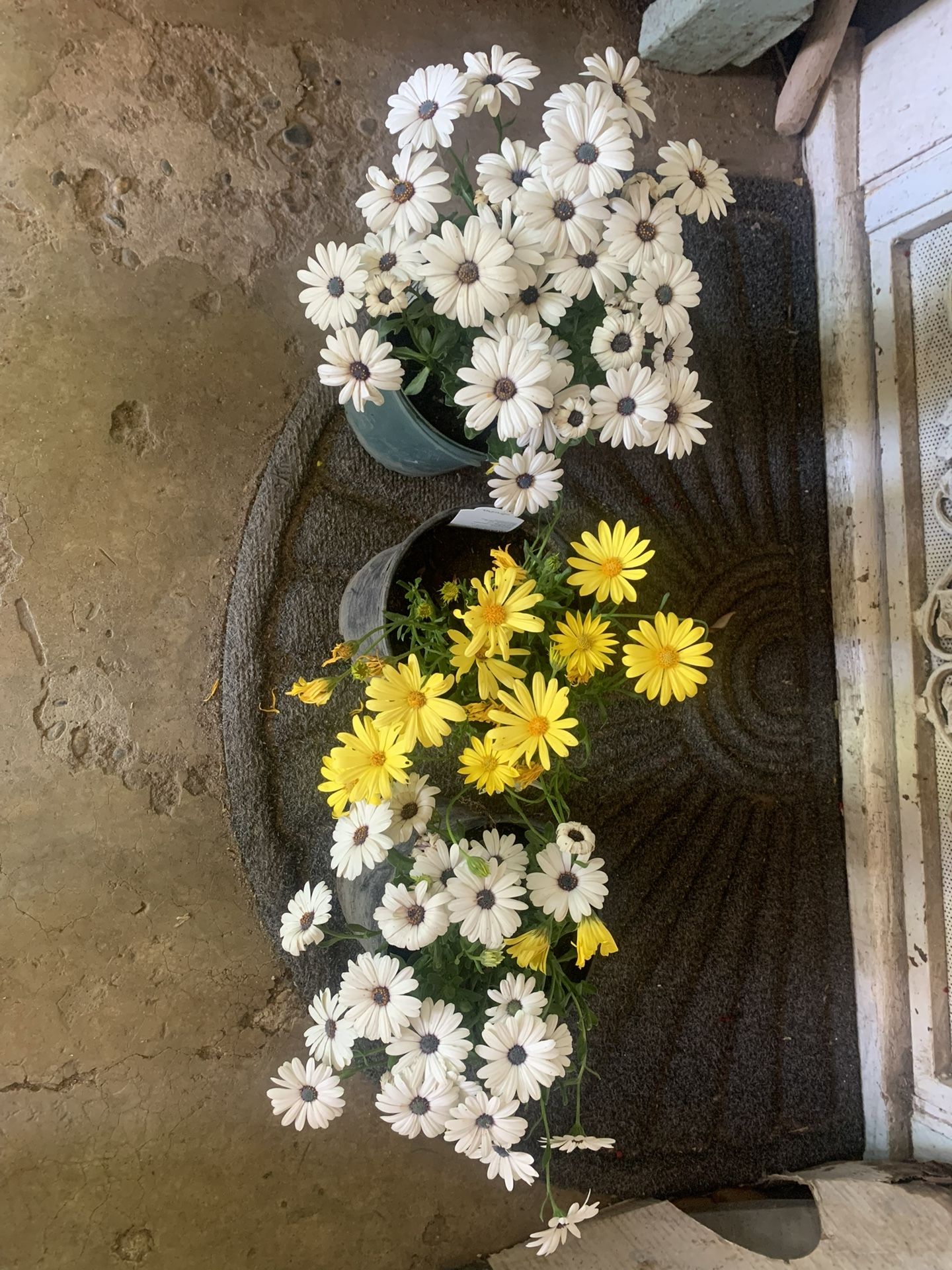 Daisy Plants Each $7