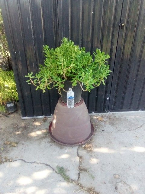 Succulent