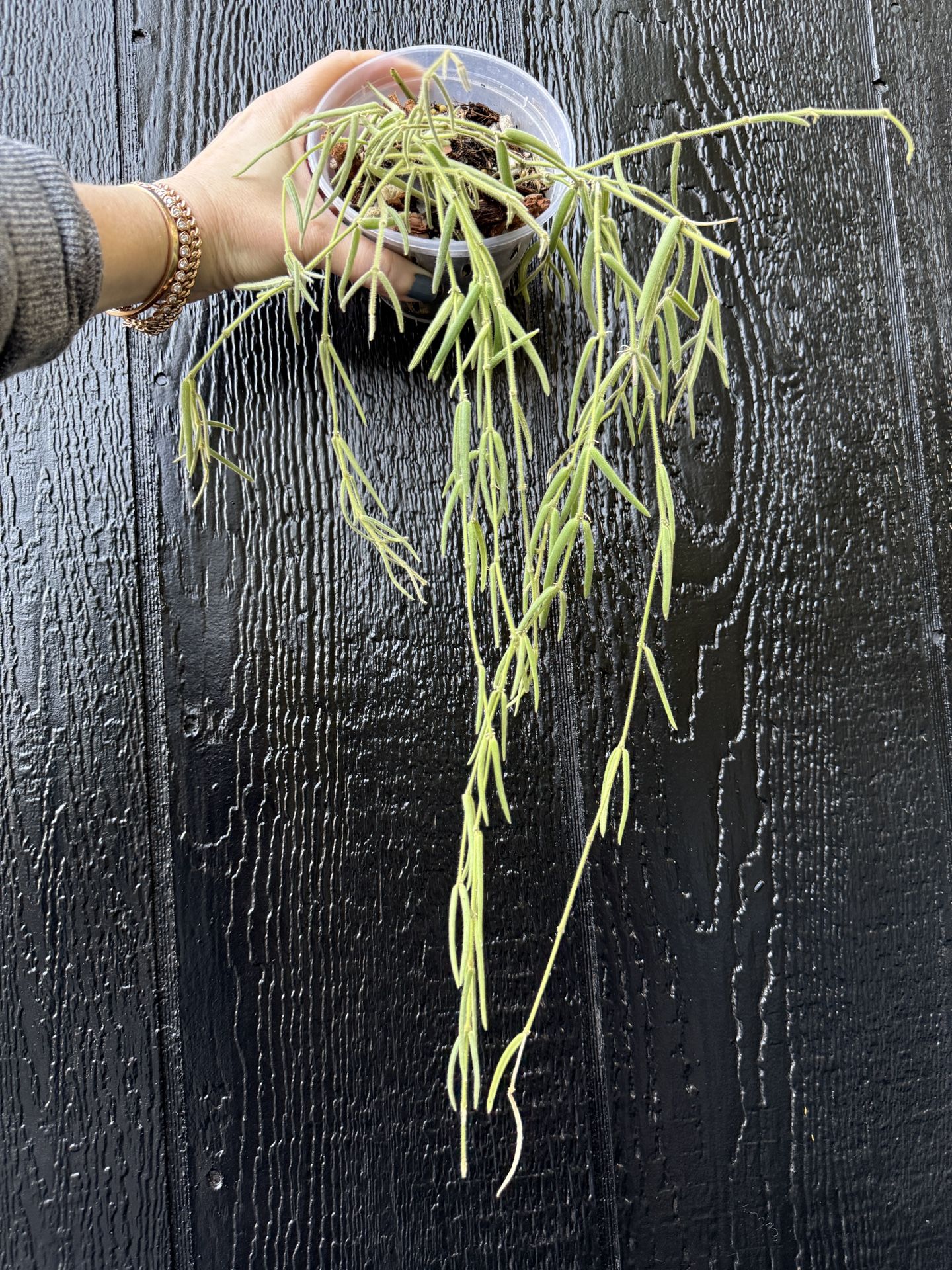 Hoya Linearis