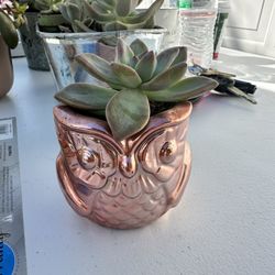 Beautiful Owl Plant 🌱 
