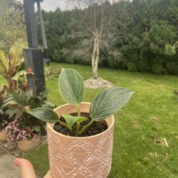 Houseplants