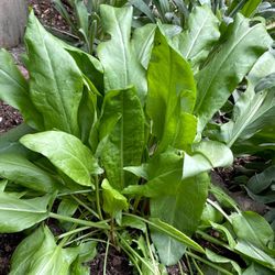 Organic Sorrel Edible Perennial Plant (Sauces and Soups).