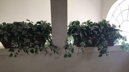 Greenery 2big baskets 2ft long/$40