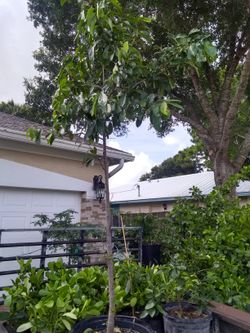 Soursop Tree guanabana