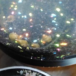 Trap Door Snails, Baby Guppies, And Adult Guppies