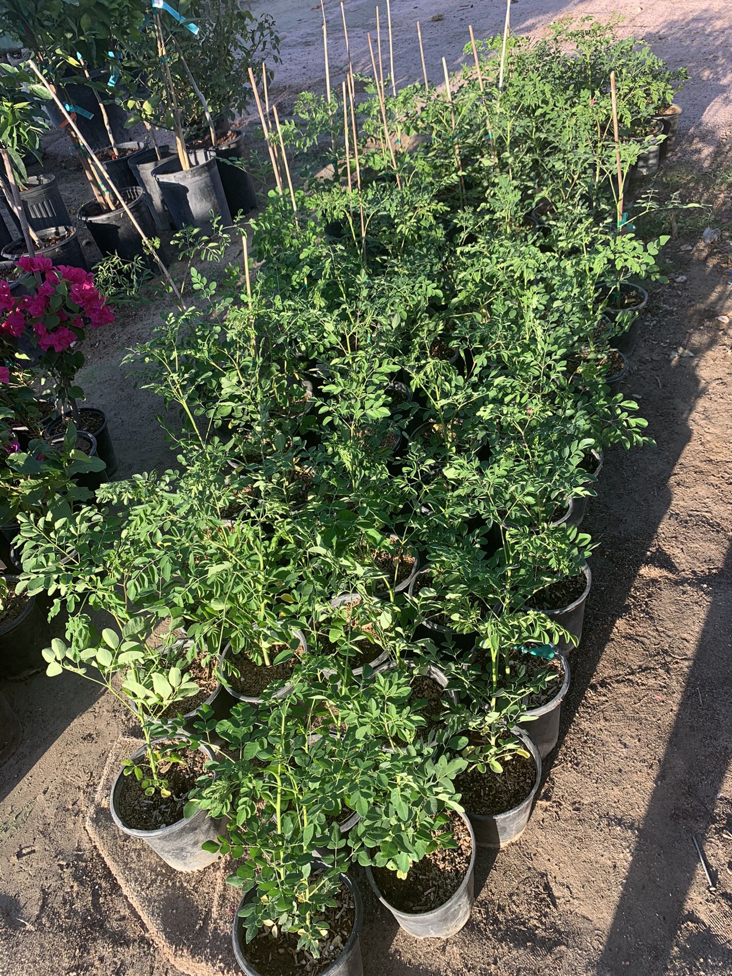 moringas medical plants 🌿🌿$10 each