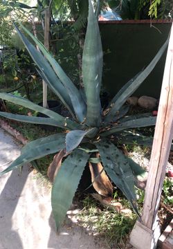 Agave 25g