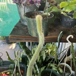 monkey tail cactus 6 inches pot ,14”tall ,$30