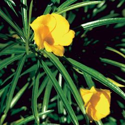 Plants Sales!!’ Rare Yellow Color Oleander/ 3 Gal