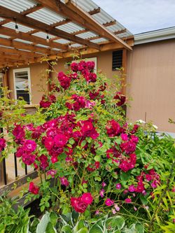Big Red Weaving Rose Plant .
