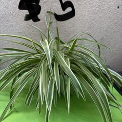 Spider Plants $5 Each 