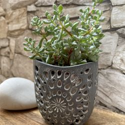 Deltoid-Leaved Dew Succulent Plant In 4"H Pot.See All Pics.