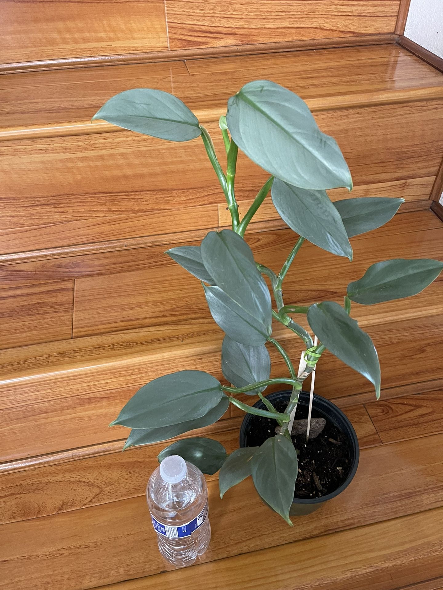 Beautiful Philodendron Silver Sword Plant 6’ Pot