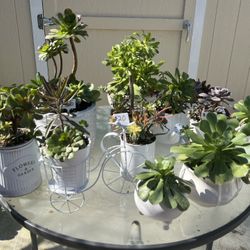 Beautiful Succulent Planters