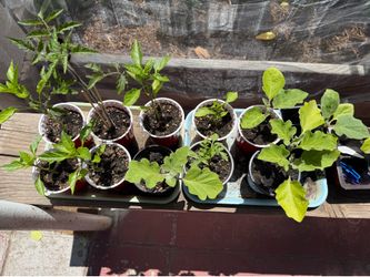 Vegetable Plants