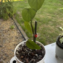 Pothos In A White Plastic Pot