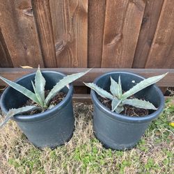 Blue Agave Plants 