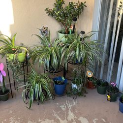 Venta De Plantas  y Accesorios Gratis