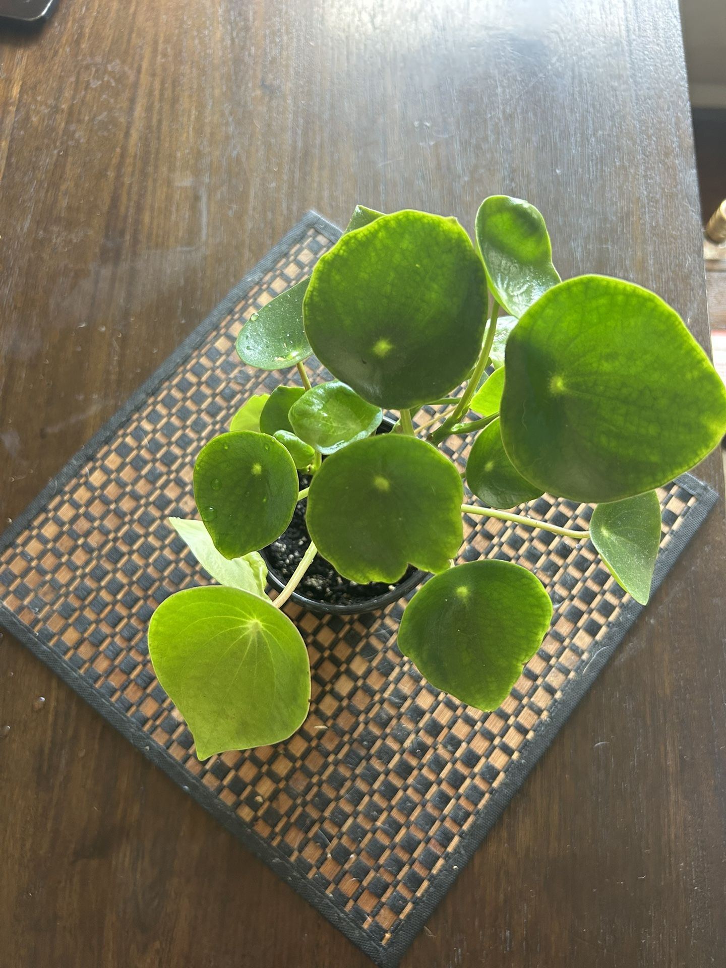 Money Plant