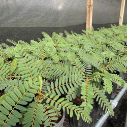 Red And White Humming Bird Flower Plant With Flower Bud (1 Galon Pot)