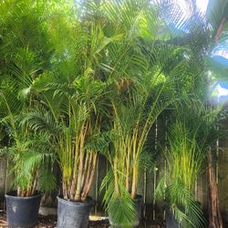 Spectacular Arecas Palms For Inmediate Privacy!!! About 9 Feet Tall! Best Quality And Price! 