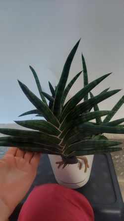 Sanseveria