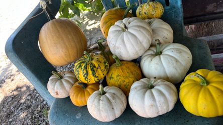 Calabazas