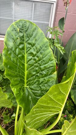 Planta oreja de elefante