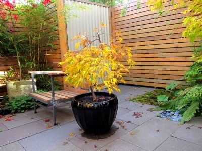 Japanese Maple