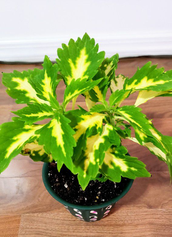 Beautiful Healthy Live Coleus Stained Palisade House Plants With 4 Inch Plastic pots 