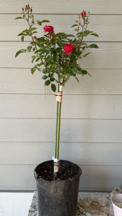 Extremely rare tree rose- Juicy Terrazza Red Large plant in 5 gallons pot It’s blooming   Price is firm Pick up only