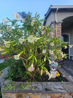 Trompeta de Angel