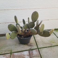 Potted Cactus