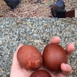 Eggs Cooper Marran 
